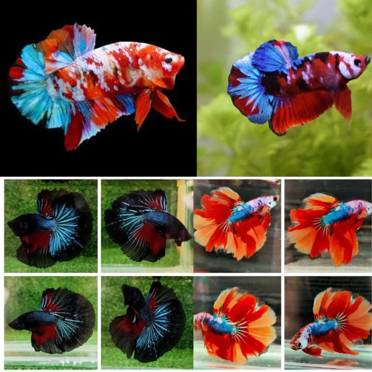 Fighter fish online online