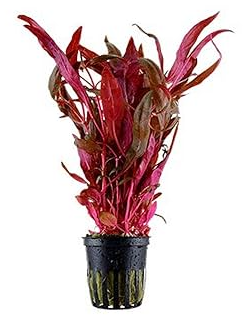 Aquarium Plant