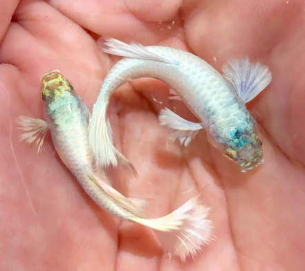White Guppy