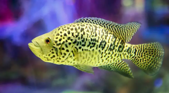 jaguar cichlid
