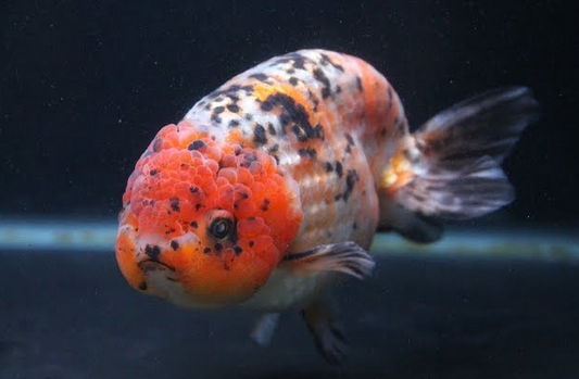 Calico Ranchu goldfish 2-3INCHES