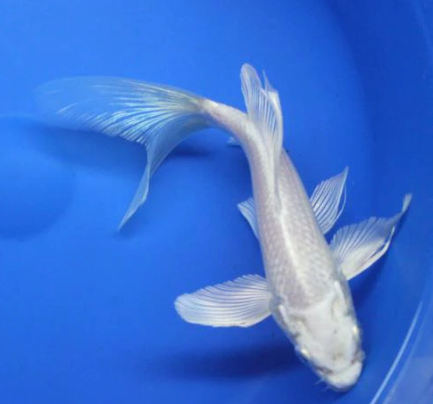 Butterfly Tail Milky White Koi