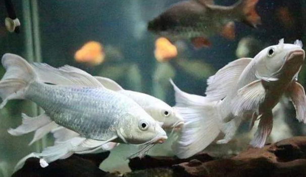 Butterfly Tail Milky White Koi