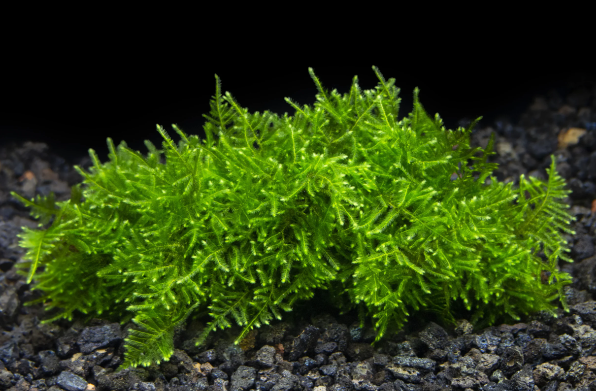 Christmas Moss (Vesicularia Montagnei)