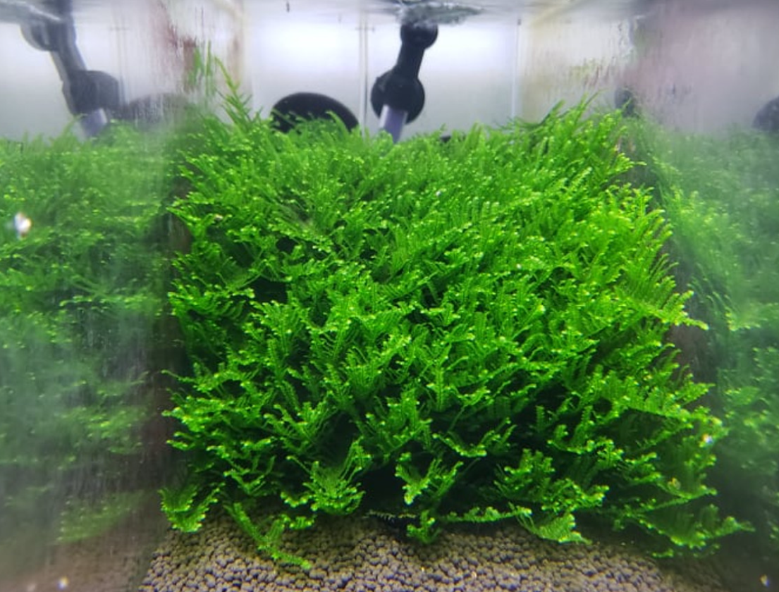 Christmas Moss (Vesicularia Montagnei)