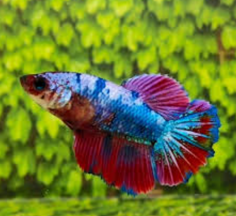 Female KOI Plakat HMPK MIXED Combo 3 qty