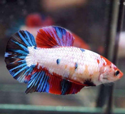 Female KOI Plakat HMPK MIXED Combo 3 qty