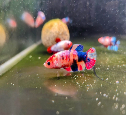 Female KOI Plakat HMPK MIXED Combo qty FRESHWATERAQUATICA