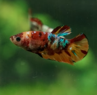 Female Nemo Cany HMPK MIXED Combo 2 QTY