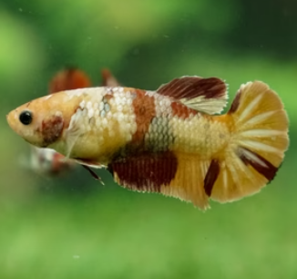 Female Nemo Cany HMPK MIXED Combo 2 QTY