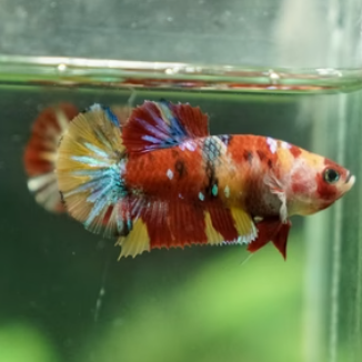 Female Nemo Cany HMPK MIXED Combo 3 QTY