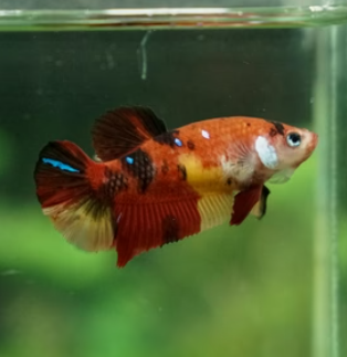 Female Nemo Cany HMPK MIXED Combo 3 QTY
