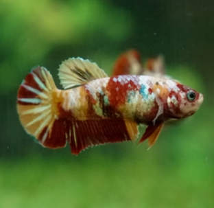 Female Nemo Cany HMPK MIXED Combo 3 QTY