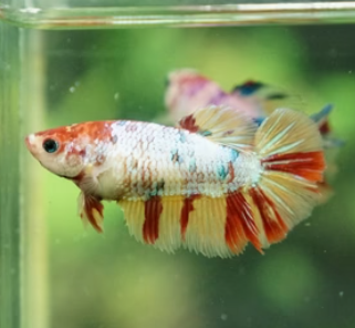 Female Nemo Cany HMPK MIXED Combo 3 QTY
