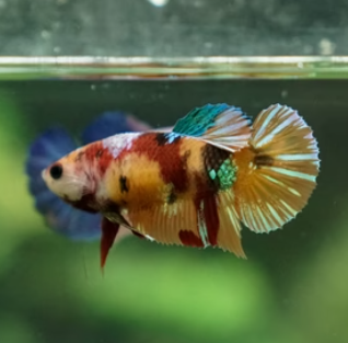 Female Nemo Cany HMPK