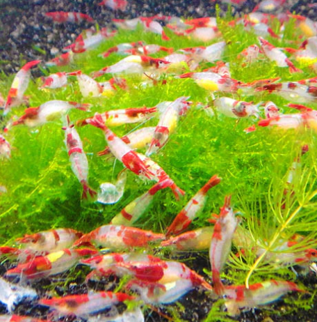 Red Lilli Shrimp