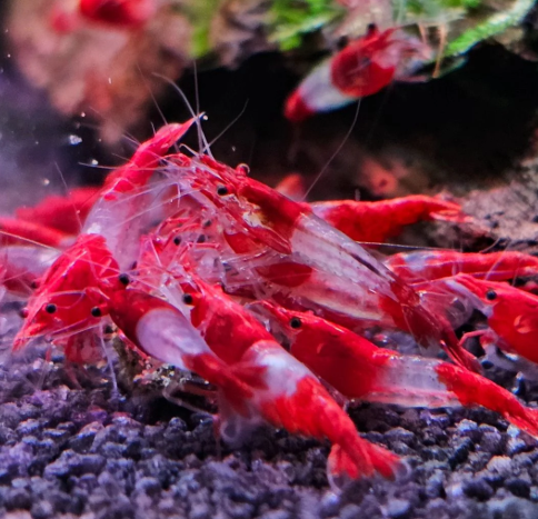 Red Lilli Shrimp