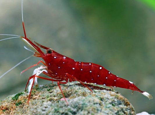 White Spot Shrimp Caridina dennerli Sulawesi