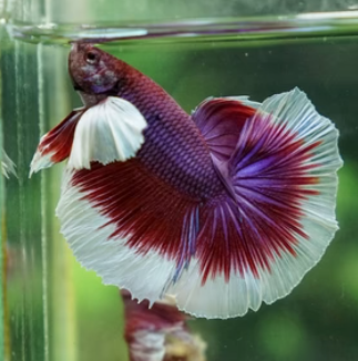 Elephant Ear Dumbo Ear Betta Fish