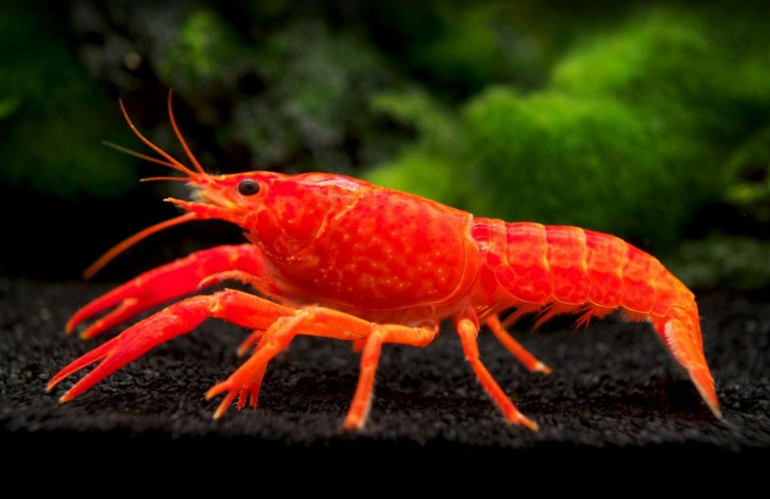 Red Lobster