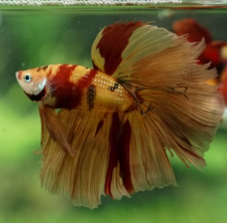 Candy OHM Betta