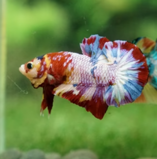HMPK Candy Plakat Betta Nemo Candy Betta