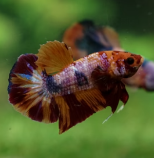 HMPK Candy Plakat Betta