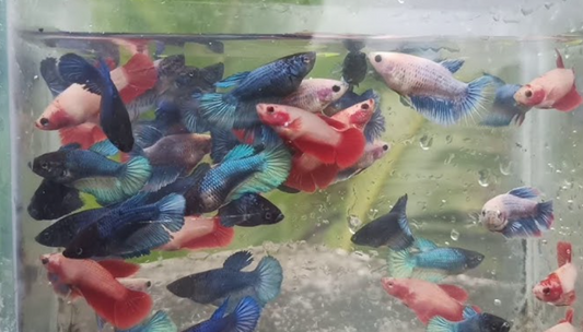 Female OHM Betta Mixed 6 Qty