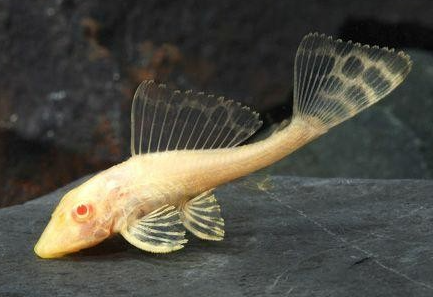 Albino sucker Tank Cleaner fish Sucker Fish albino Pleco