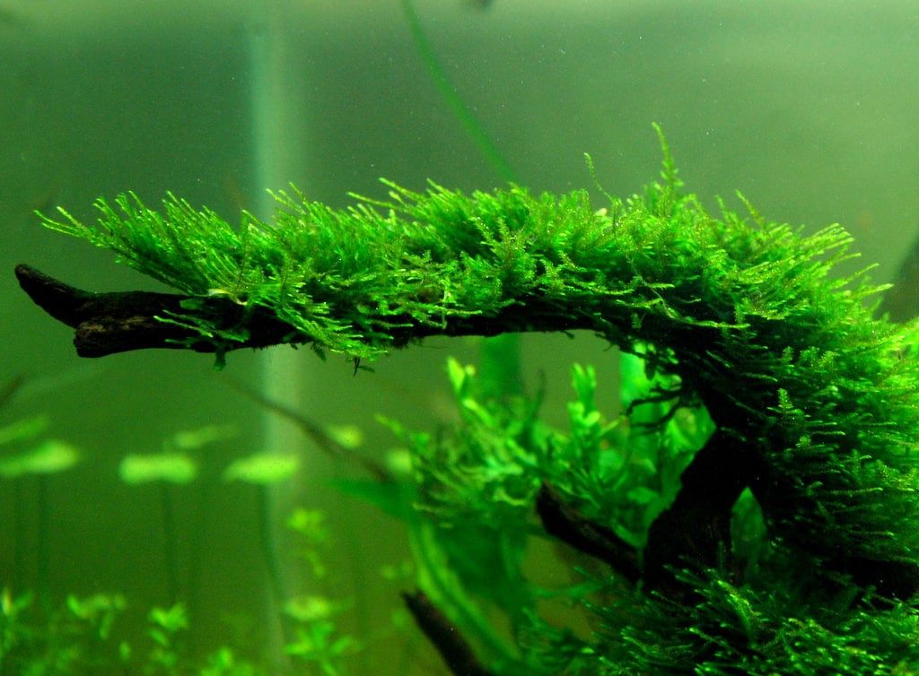 Christmas Moss (Vesicularia Montagnei)