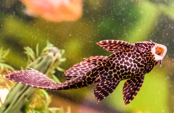 Tank Cleaner fish Sucker Fish Pleco Black