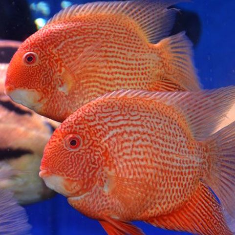 Red Spotted Severum XL 5inches