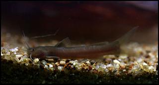 Amblyceps mangois Crevise Cat