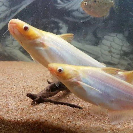 Albino iridescent Shark - FreshWaterAquatica.com