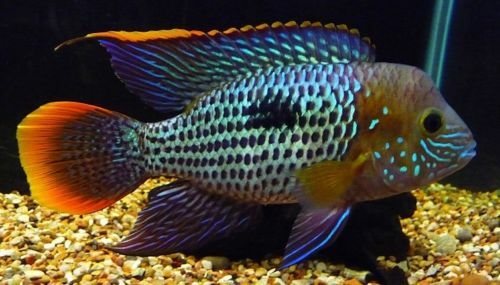 Green Terror Cichlid - FreshWaterAquatica.com