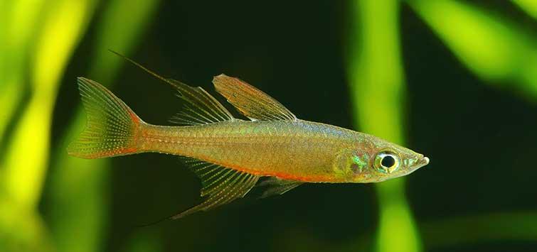 Threadfin rainbowfish - FreshWaterAquatica.com