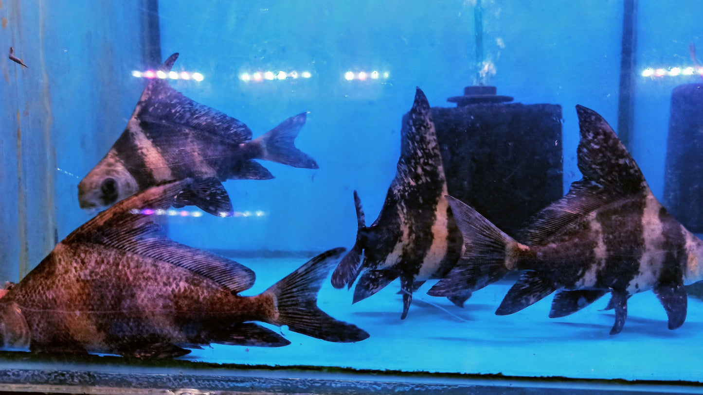 ASIATIC The Chinese high-fin banded shark - FreshWaterAquatica.com