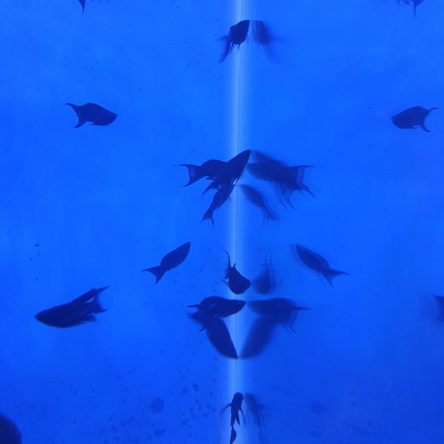 Moon tail molly - FreshWaterAquatica.com