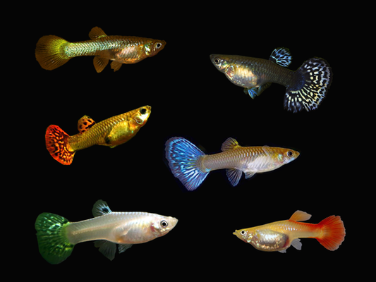 Female  Guppies (Single Female) - FreshWaterAquatica.com