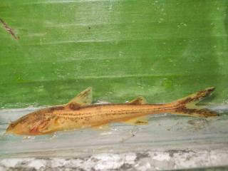 Glyptothorax telchitta  Copper Catfish'