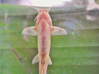 Glyptothorax telchitta Copper Catfish'