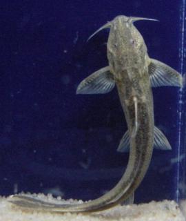 Glyptothorax telchitta Copper Catfish'