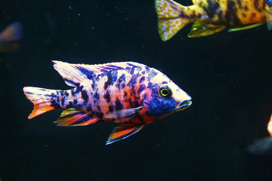 OB Peacock Blue Cichlid - FreshWaterAquatica.com