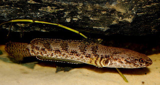 Channa quinquefasciata 'Five stripe Snakehead'