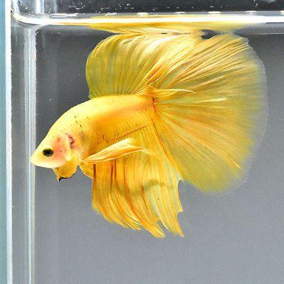 yellow gold betta FRESHWATERAQUATICA