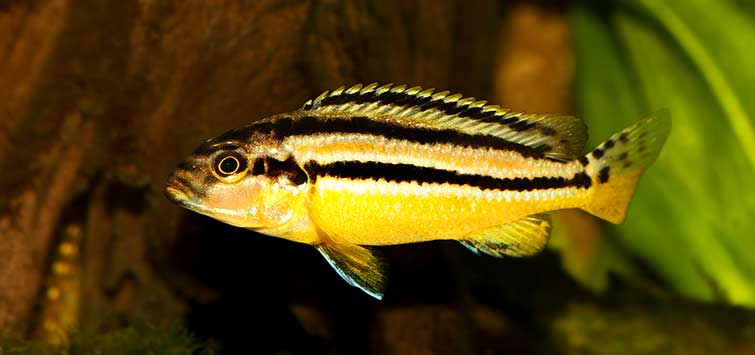 Golden Auratus Cichlid - FreshWaterAquatica.com