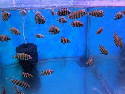 Zebra Cichlide - FreshWaterAquatica.com