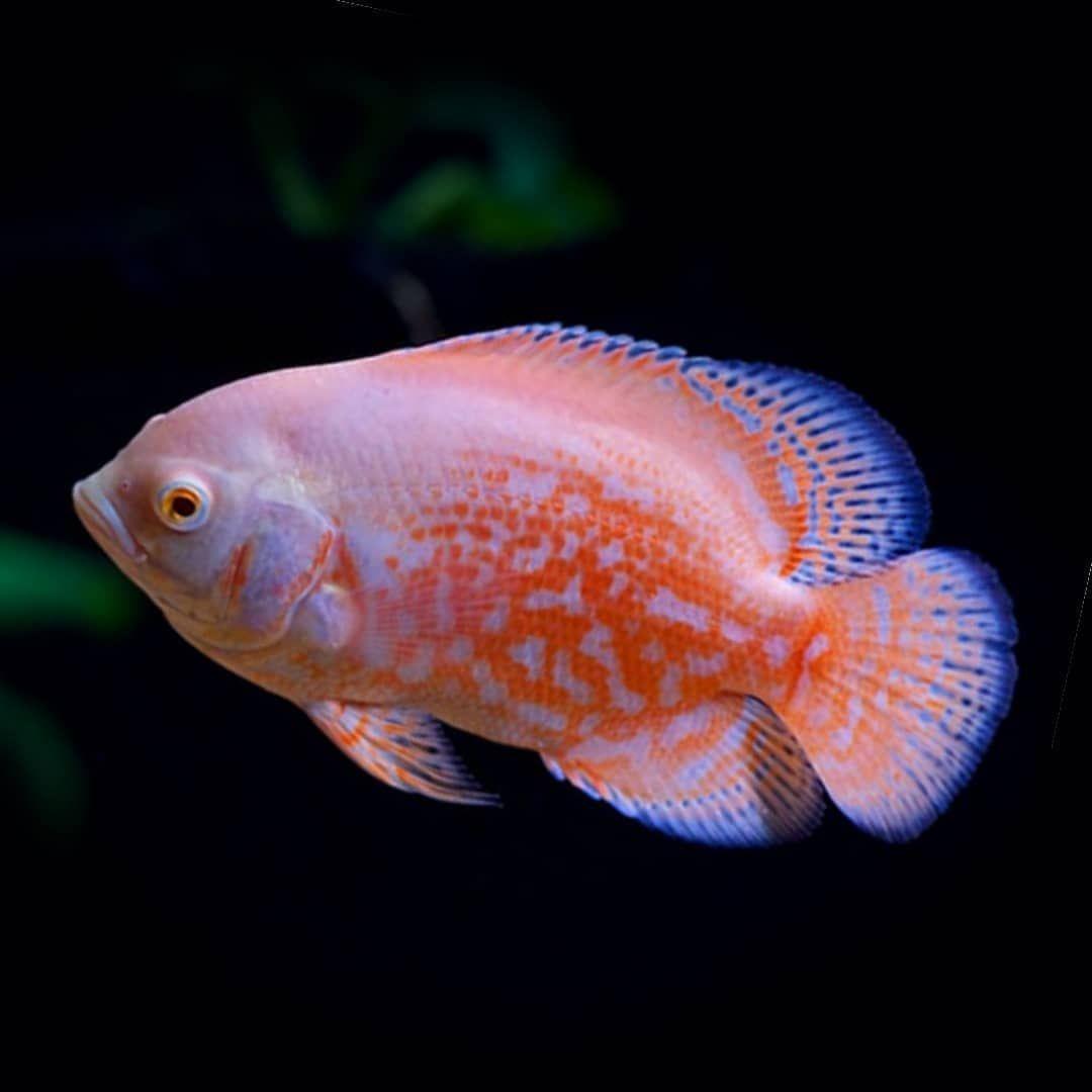 Oscar Cichlid ( Mango Oscar ) - FreshWaterAquatica.com
