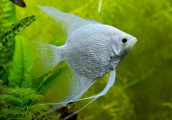 Platinum Angel - FreshWaterAquatica.com