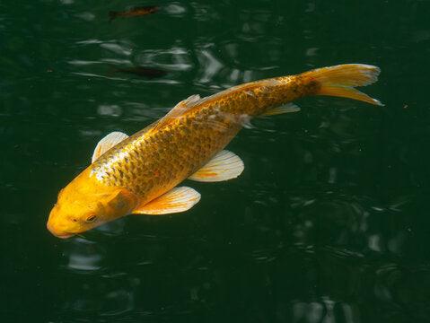 Yellow Koi Fish - FreshWaterAquatica.com